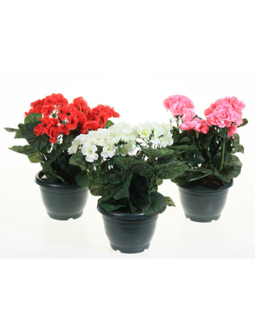 Pelargonia ruukussa