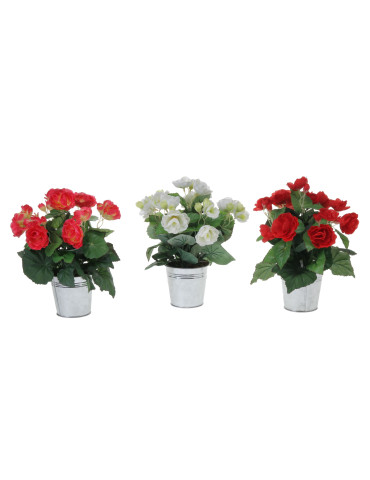 Ruusubegonia sinkkiruukussa